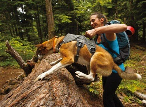 Harnais Ruffwear Web Master Gris XXS – Image 2