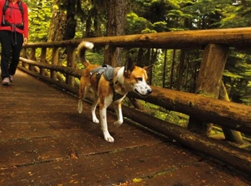 Harnais Ruffwear Web Master Gris XXS – Image 3