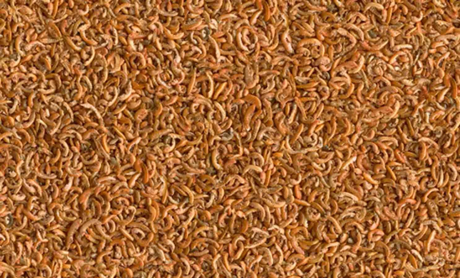 Tetra Grammarus 250 Ml - Destockage – Image 2