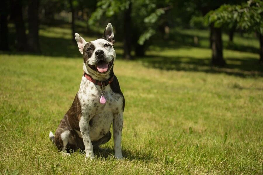 Tickless Pet Rose à Pile – Image 3